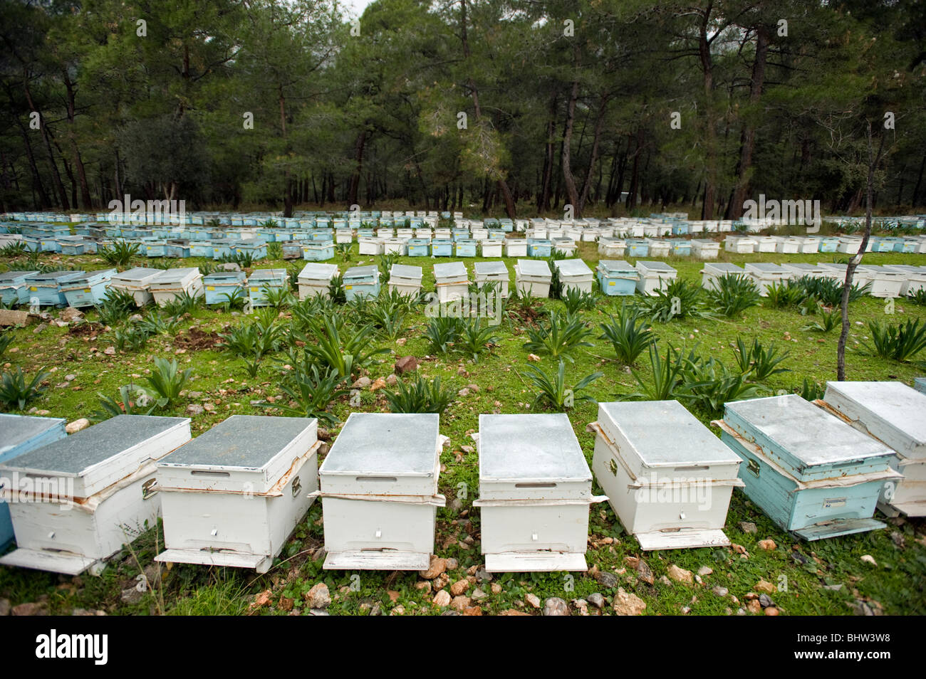 Bee hive boxes in Marmaris pine forest where pine honey is famous, Turkey Stock Photo