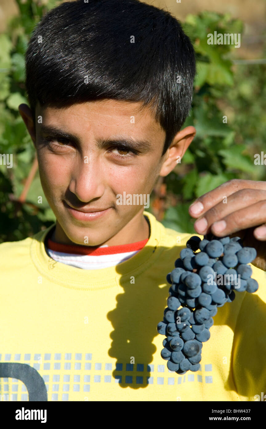 Portrait of a young Arab Farmer working in vineyard holding black grapes Lebanon Middle East Asia Stock Photo