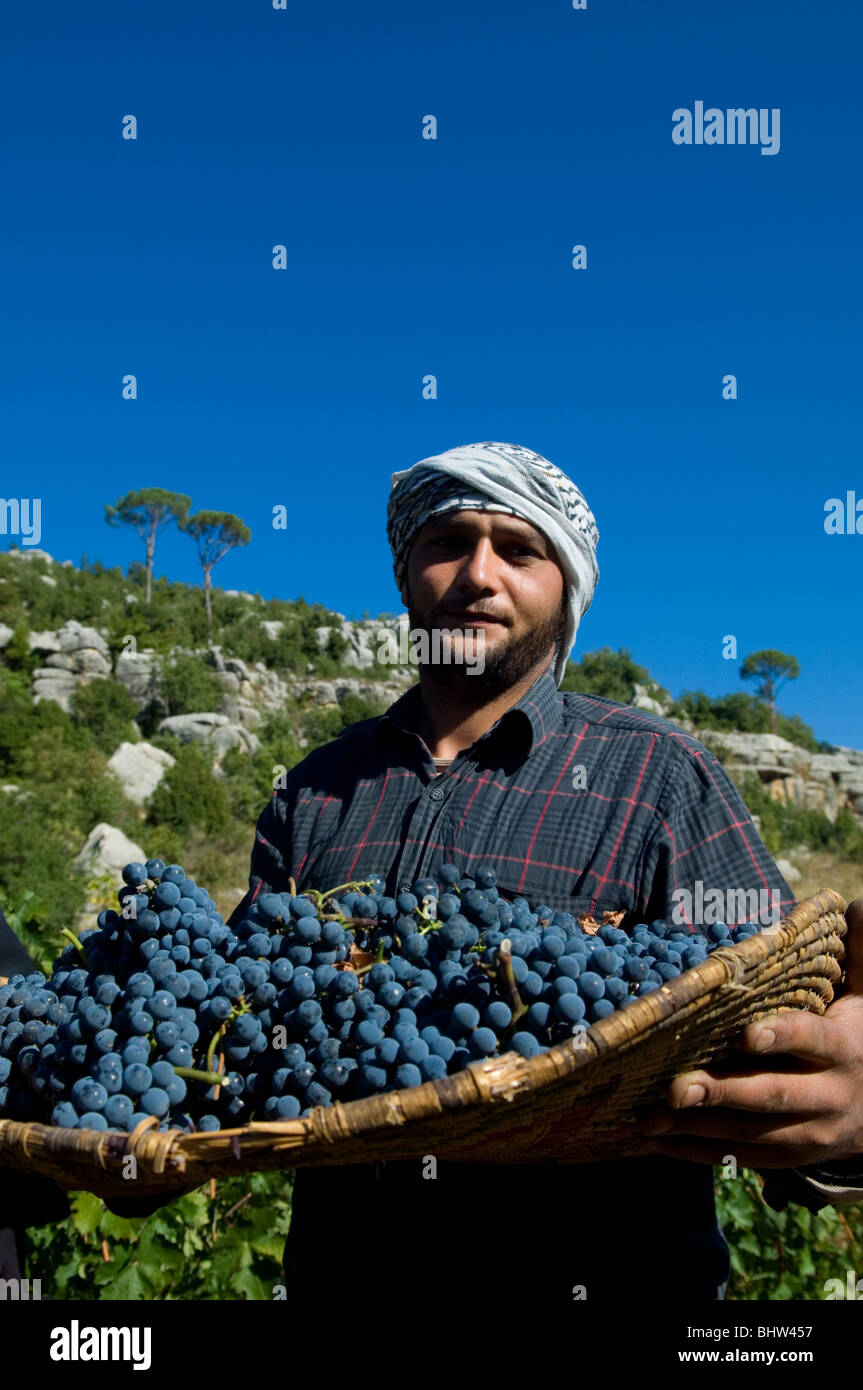 Worker holding a wicker tray of grapes in vineyard Lebanon Middle East Asia Stock Photo