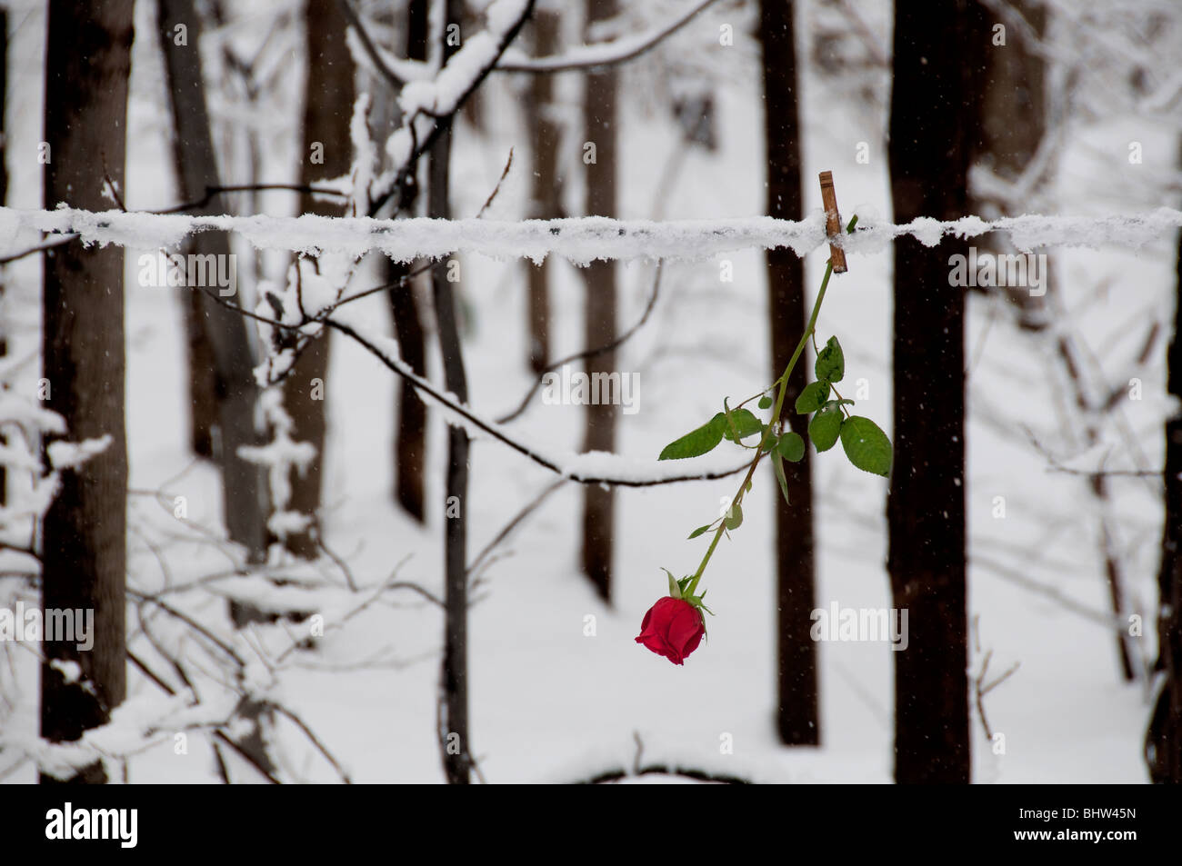 Long stemmed red rose. Stock Photo