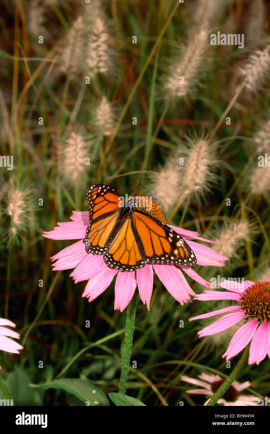 Female Monarch butterfly, Danaus plexippus, feeding on Echinacea in ...