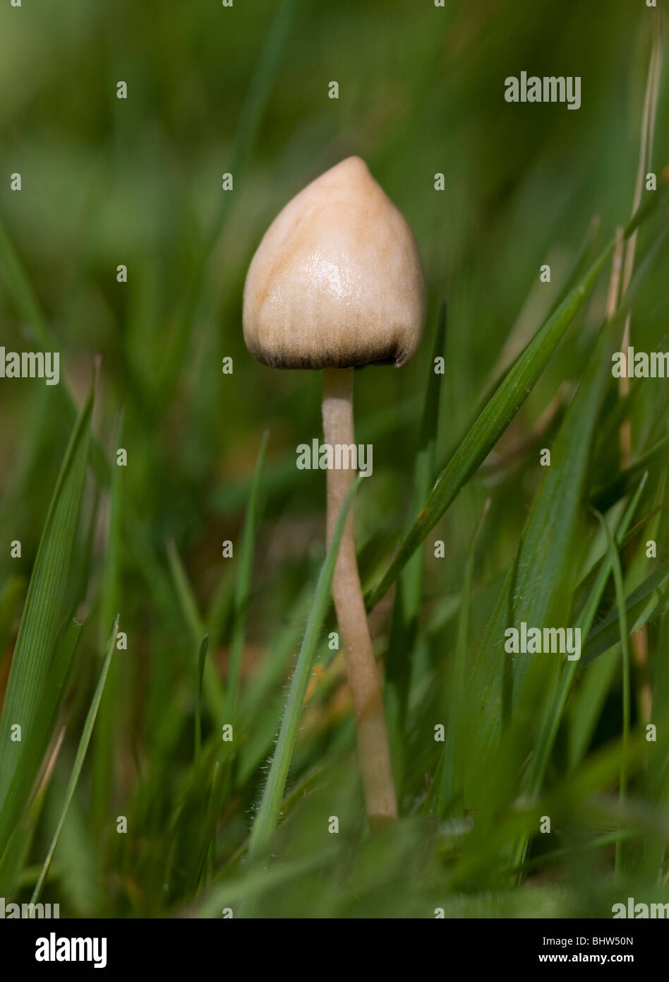 MAGIC MUSHROOM or LIBERTY CAP (Psilocybe semilanceata) growing in Sussex, UK.  Hallucinogenic containing Psilocybin Stock Photo - Alamy