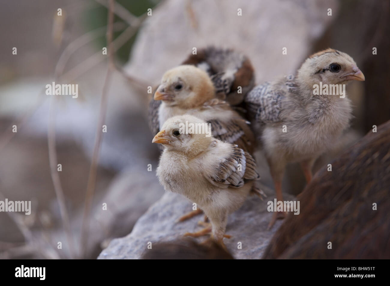 Indian chicken chicks hires stock photography and images Alamy