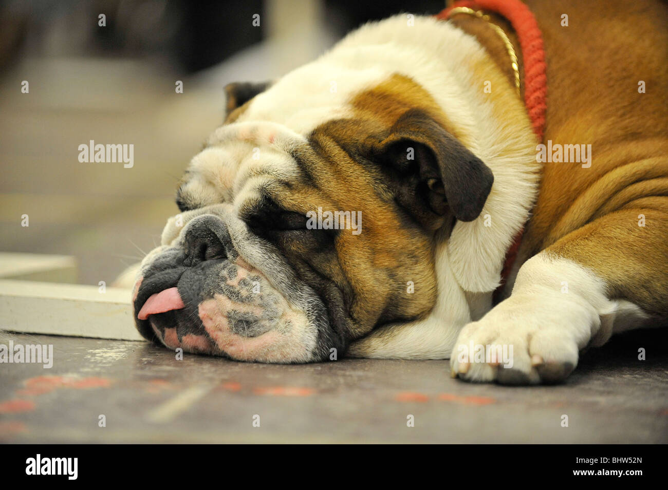 Sad bulldog hi-res stock photography and images - Alamy