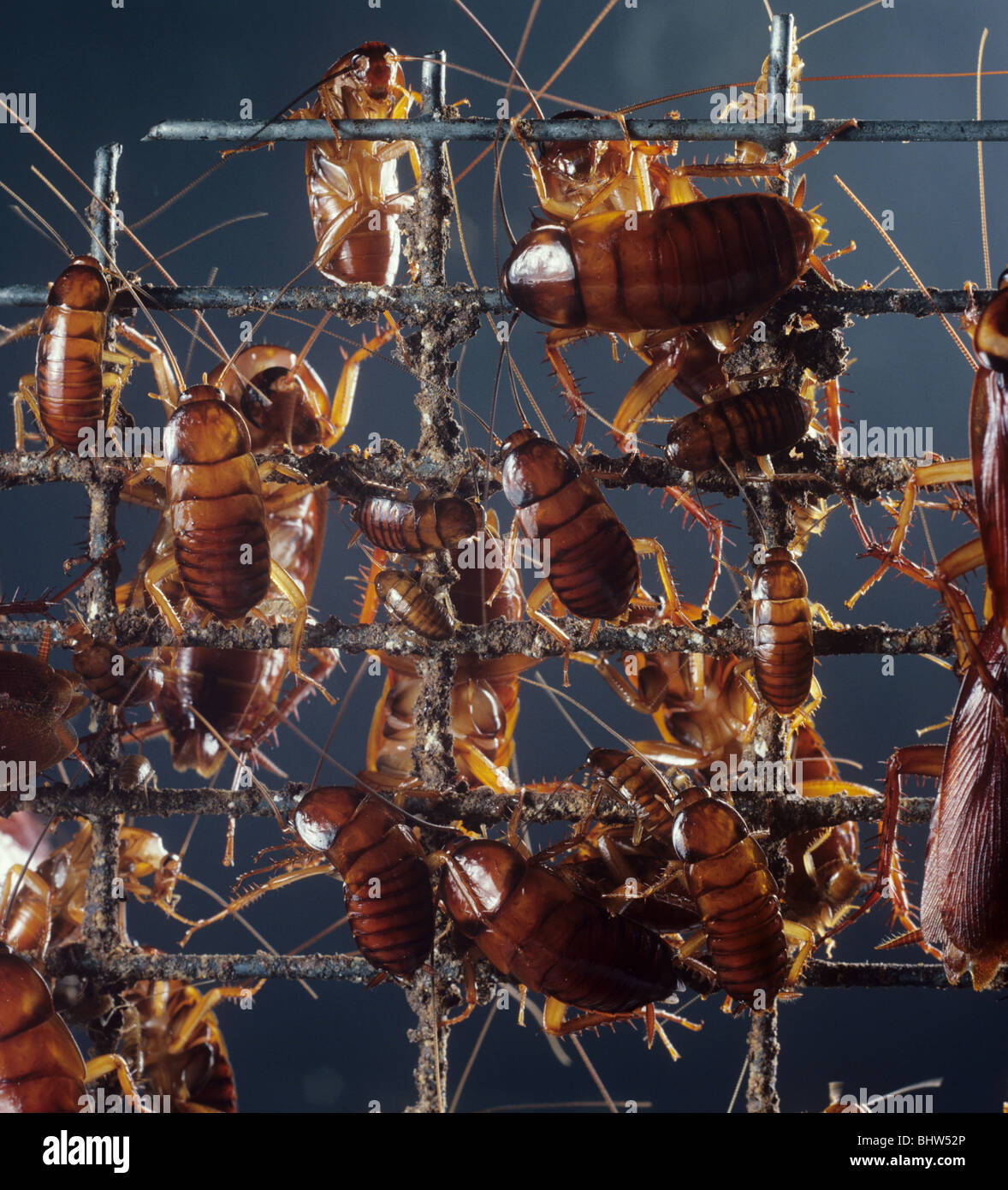American cockroach (Periplaneta americana) on wire mesh Stock Photo