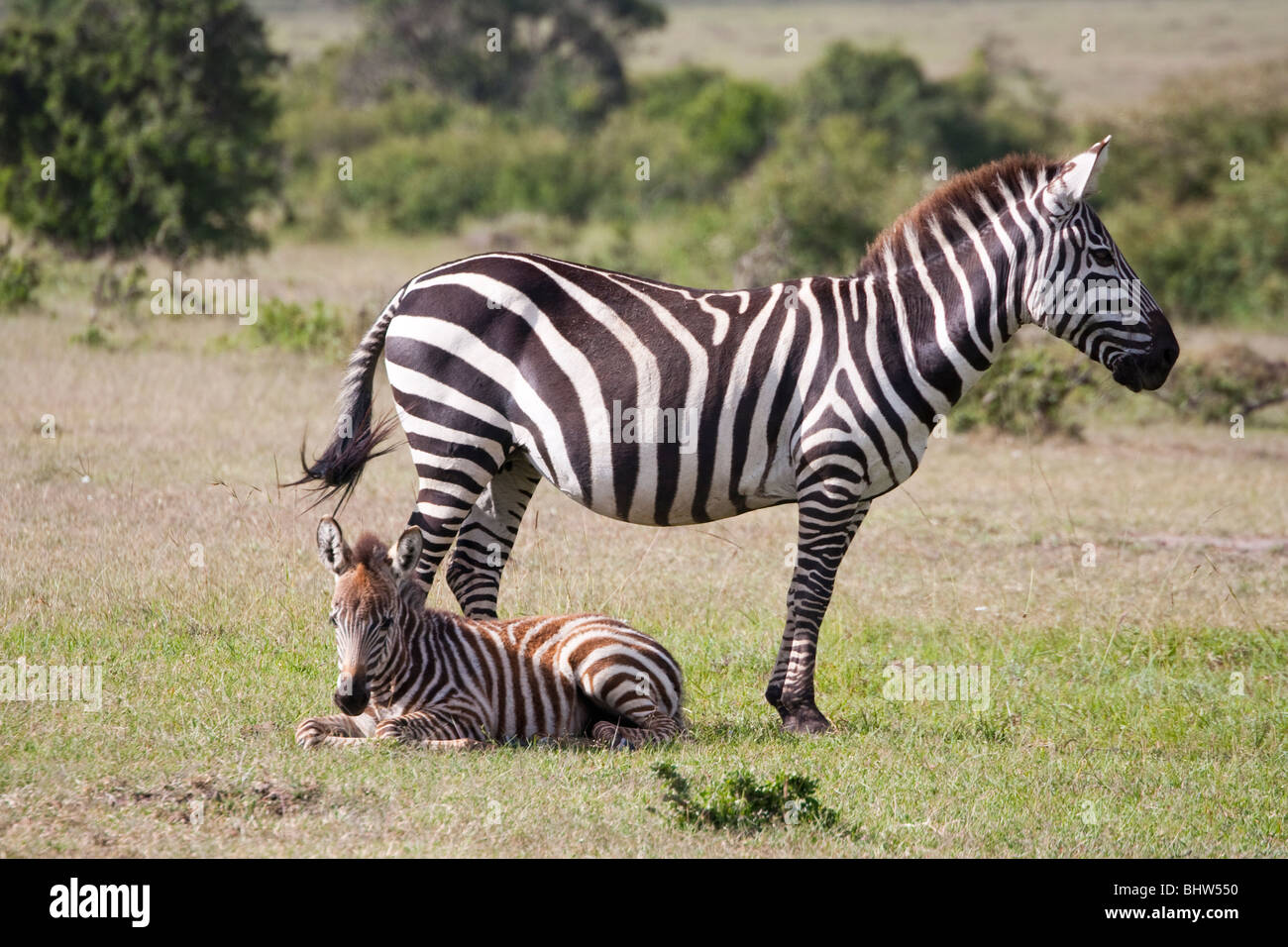 Zebra and young in Masai Mara National Nature Reserve Kenya East Africa Stock Photo