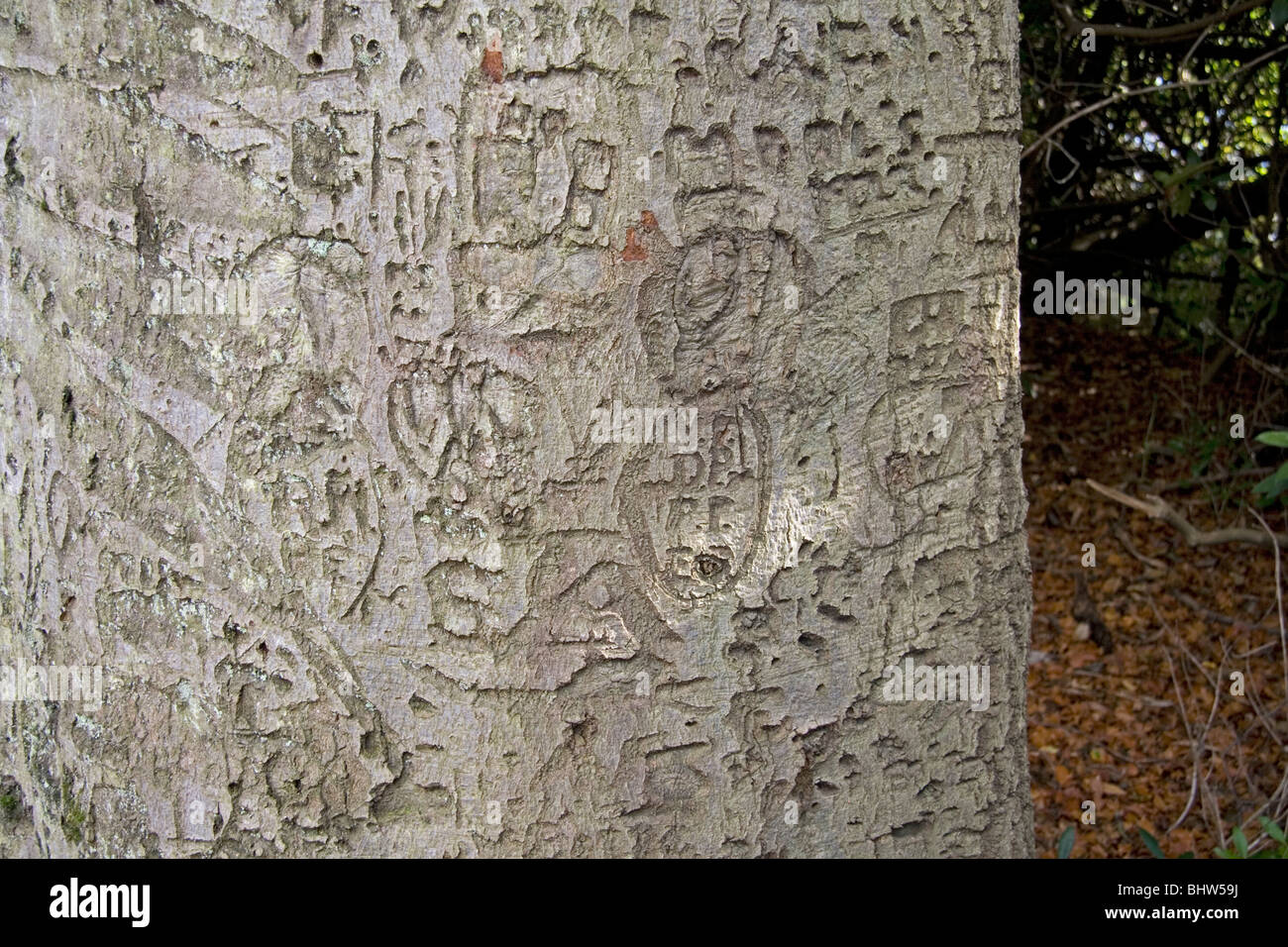 Initials carved in a tree trunk, Virginia Water, England. Stock Photo