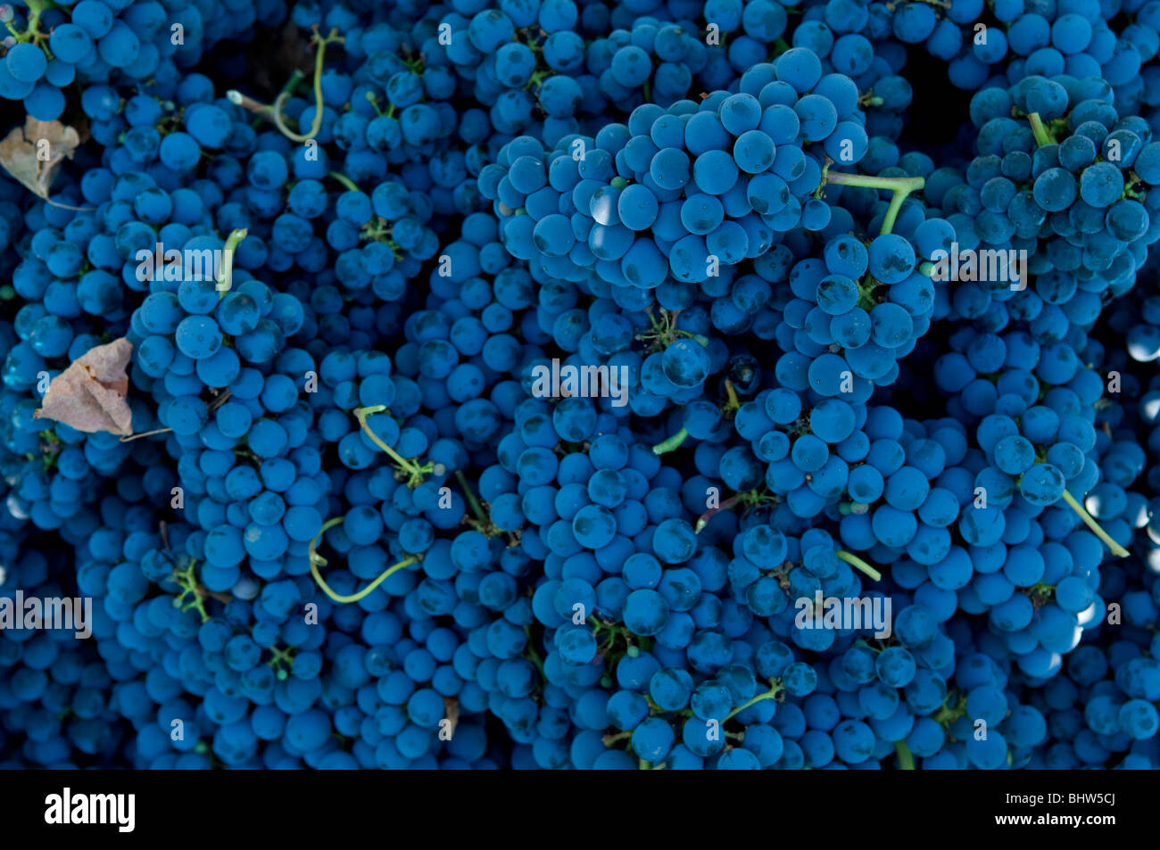 Black grapes in vineyard Lebanon middle East Asia Stock Photo Alamy