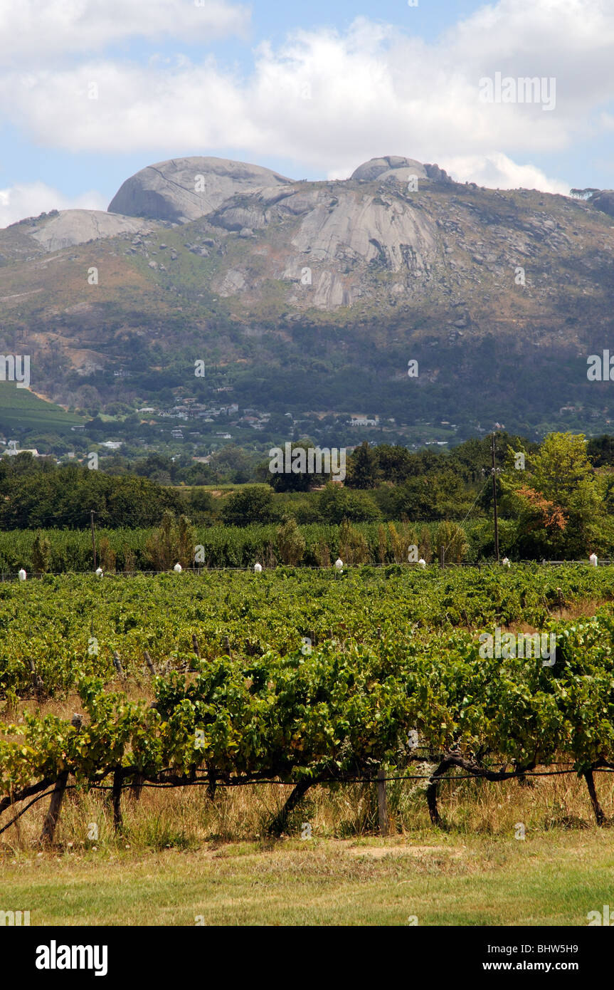 Paarl Rocks overlook the vines of the Avondale wine estate in Southern ...