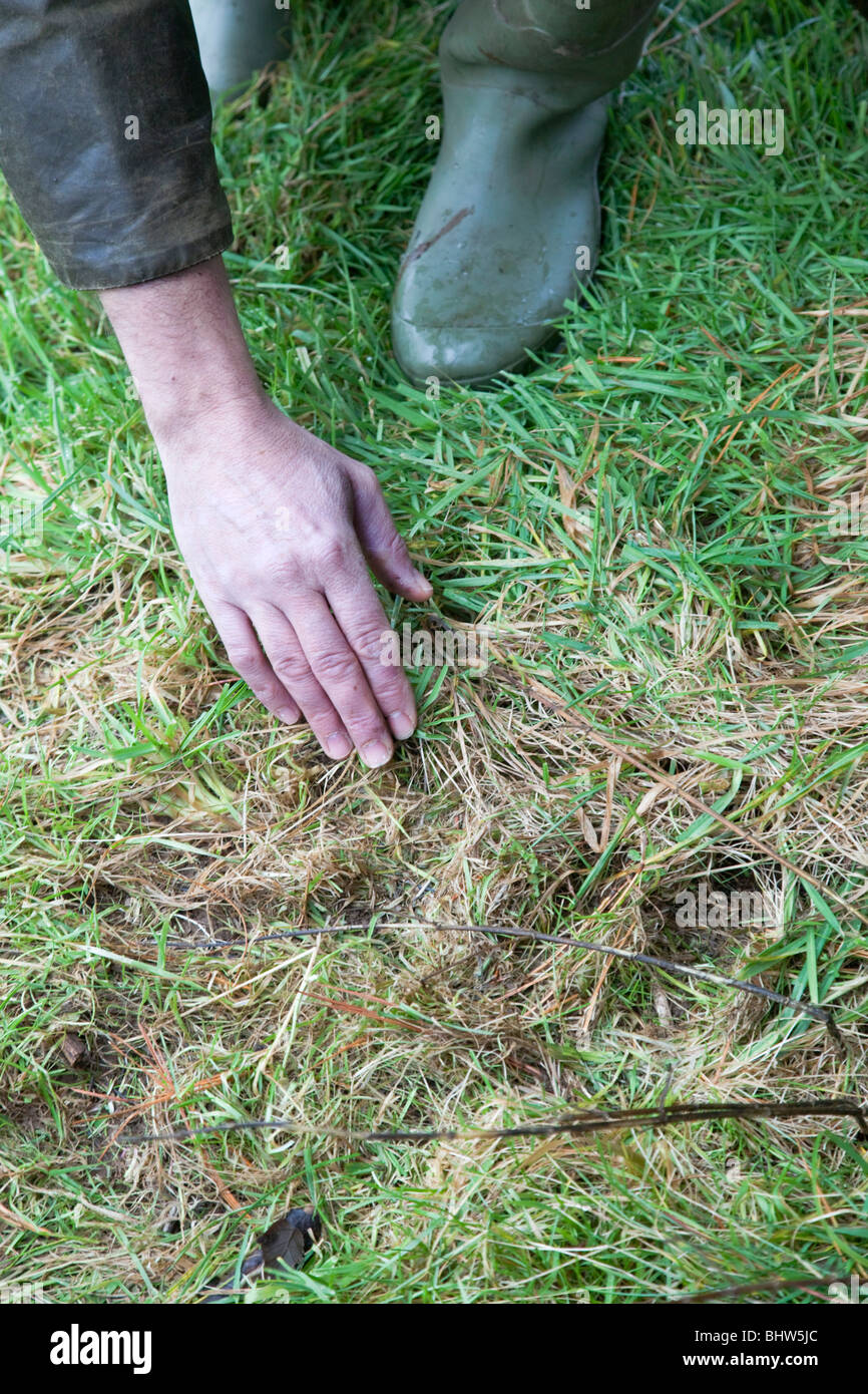 Bank vole runs or tunnels in grass Stock Photo