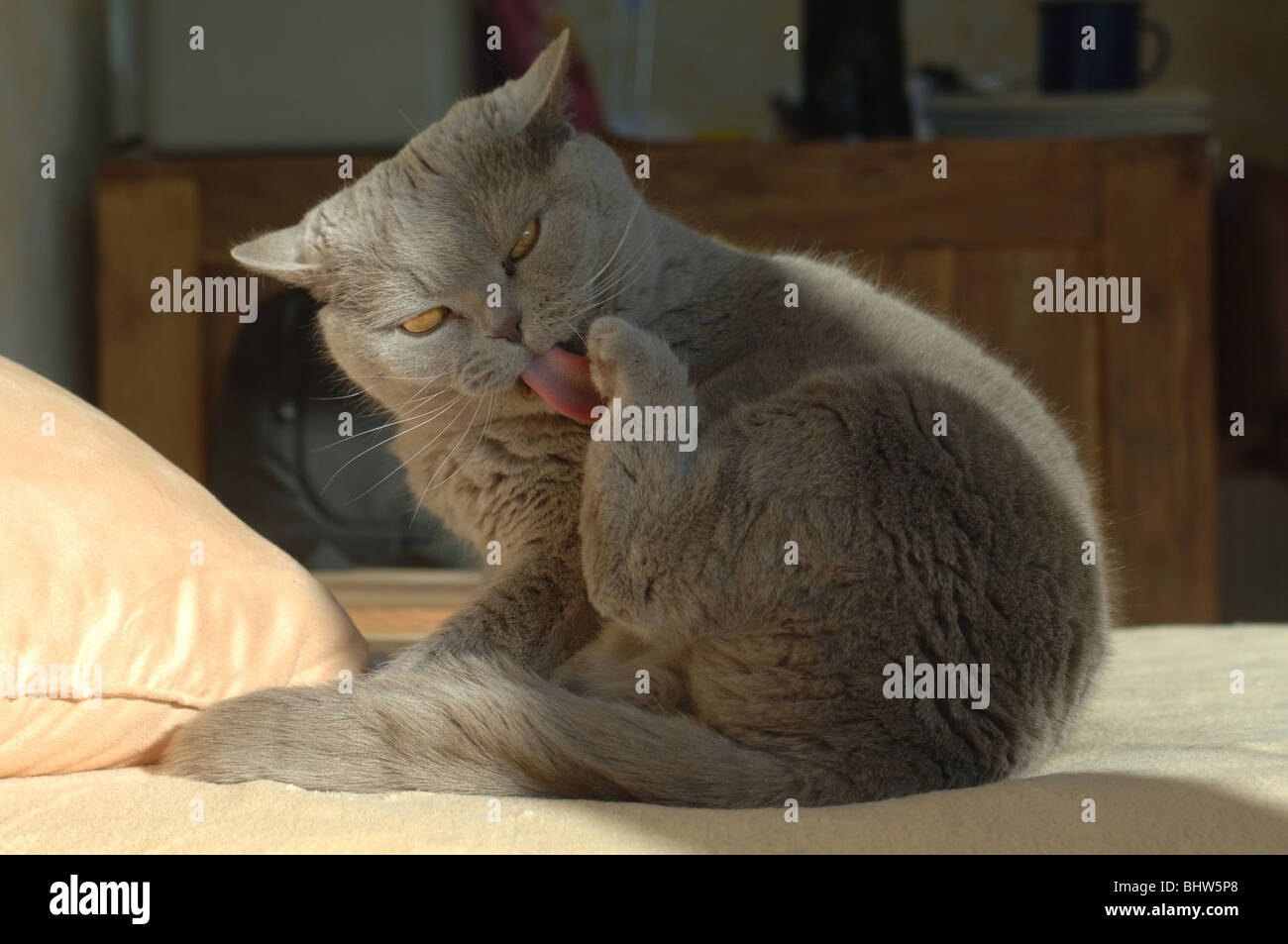 cat cleaning itself Stock Photo Alamy