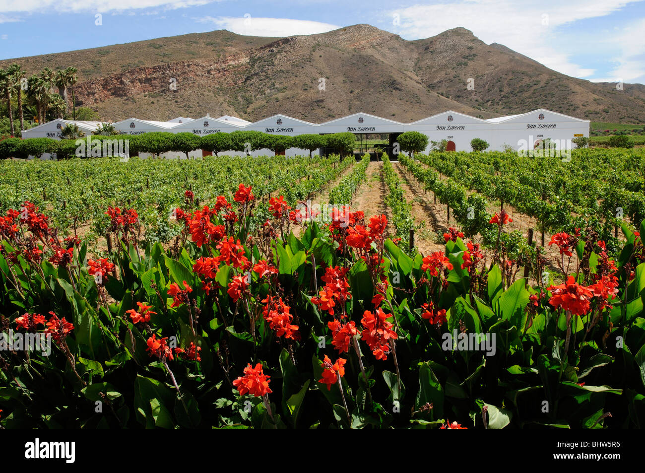 Van Loveren wine cellars vines and red Canna Lily plants at Robertson