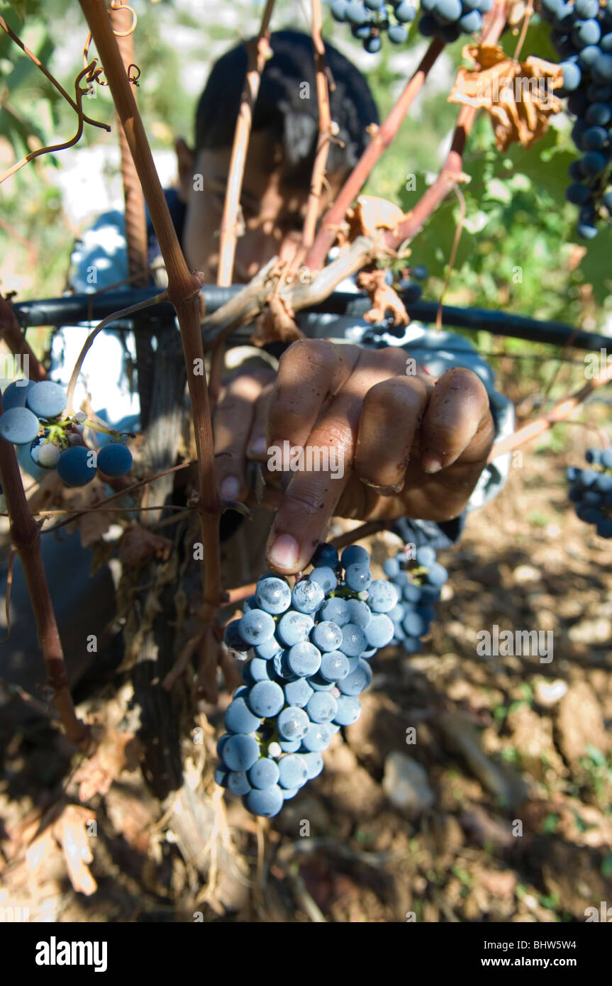 Middle Eastern child farmer working in vineyard picking black grapes Lebanon Middle East Asia Stock Photo