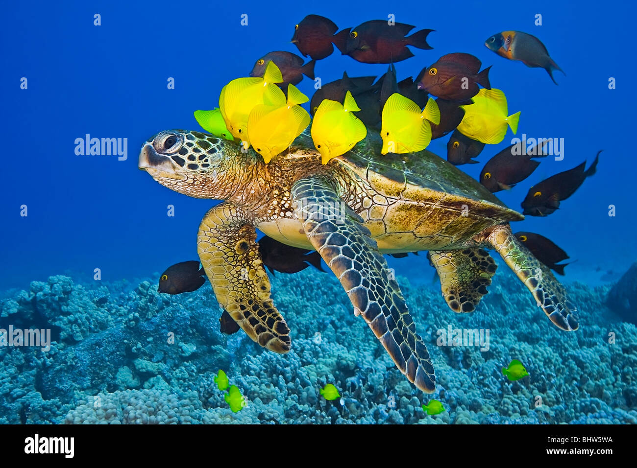endangered green sea turtle, Chelonia mydas, cleaned by yellow tang, surgeonfish & endemic saddle wrasse, Hawaii, Pacific Ocean Stock Photo
