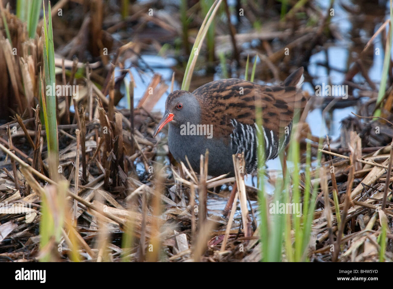 Water Reed Rust Identification Water Rail in reeds Stock Photo - Alamy