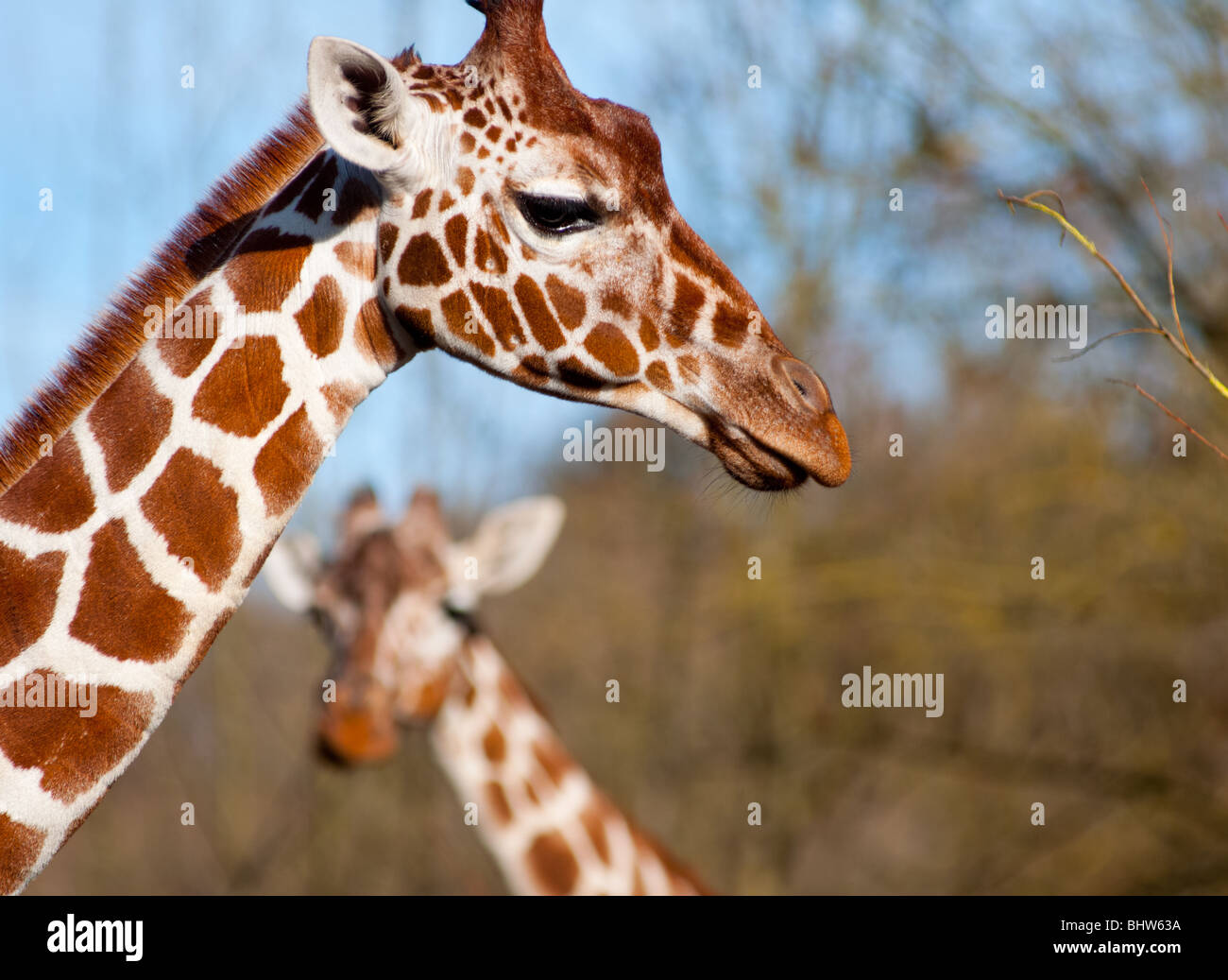 Two giraffes Stock Photo