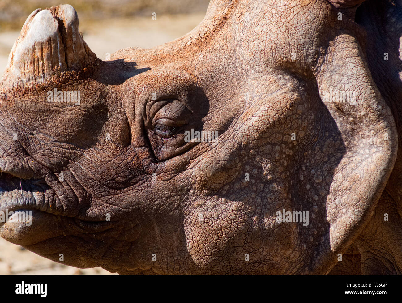 Rhino profile closeup Stock Photo