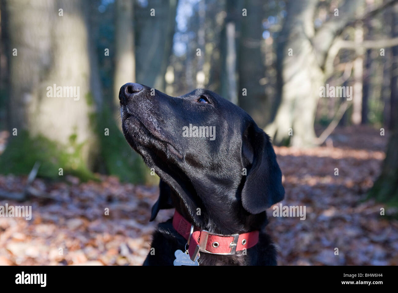 black labrador in woods sitting looking up Stock Photo