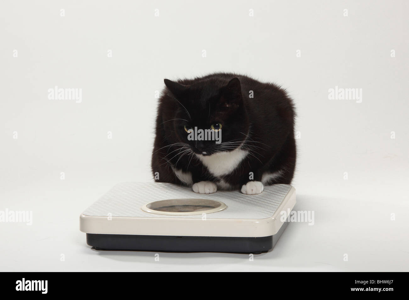 Domestic Cat, too fat / overweight, scales Stock Photo