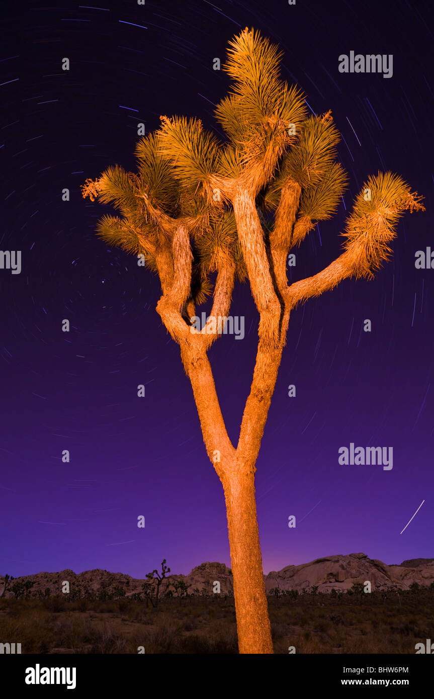Joshua tree national park star trail hi-res stock photography and ...