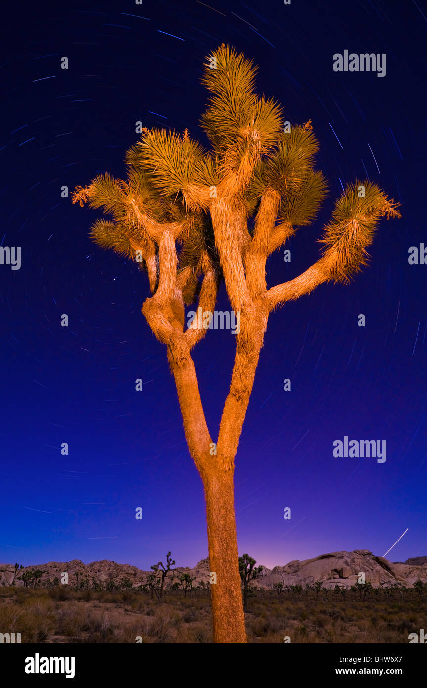 Tree with star trails hi-res stock photography and images - Alamy