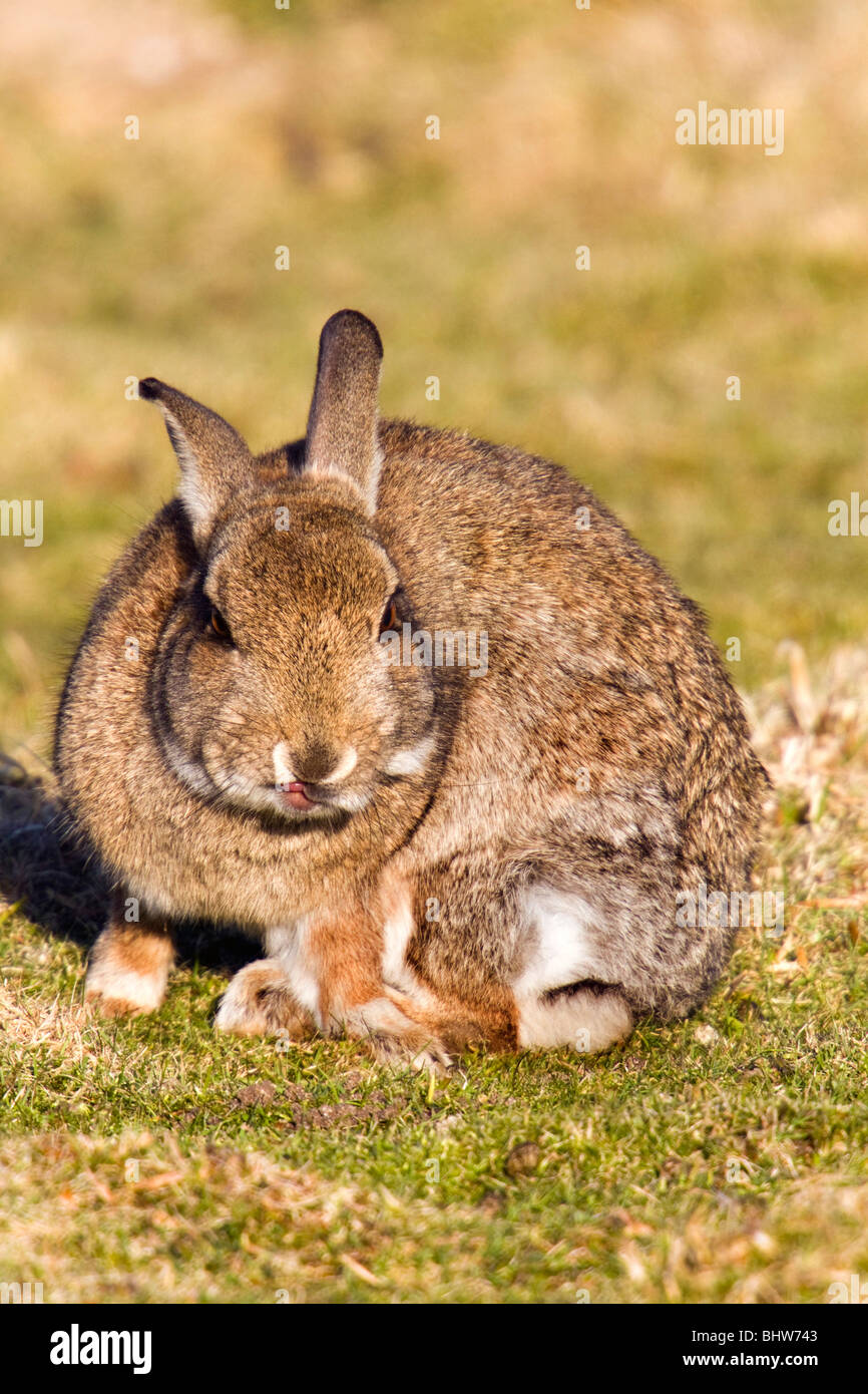 Rabbit britain hi-res stock photography and images - Alamy