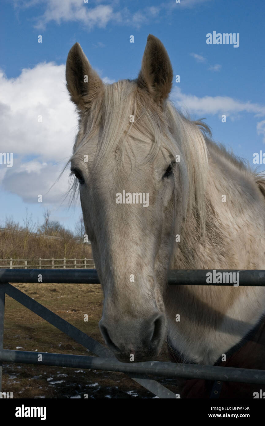 Close up portrait of a white horse in a winter field in Solihull Stock Photo