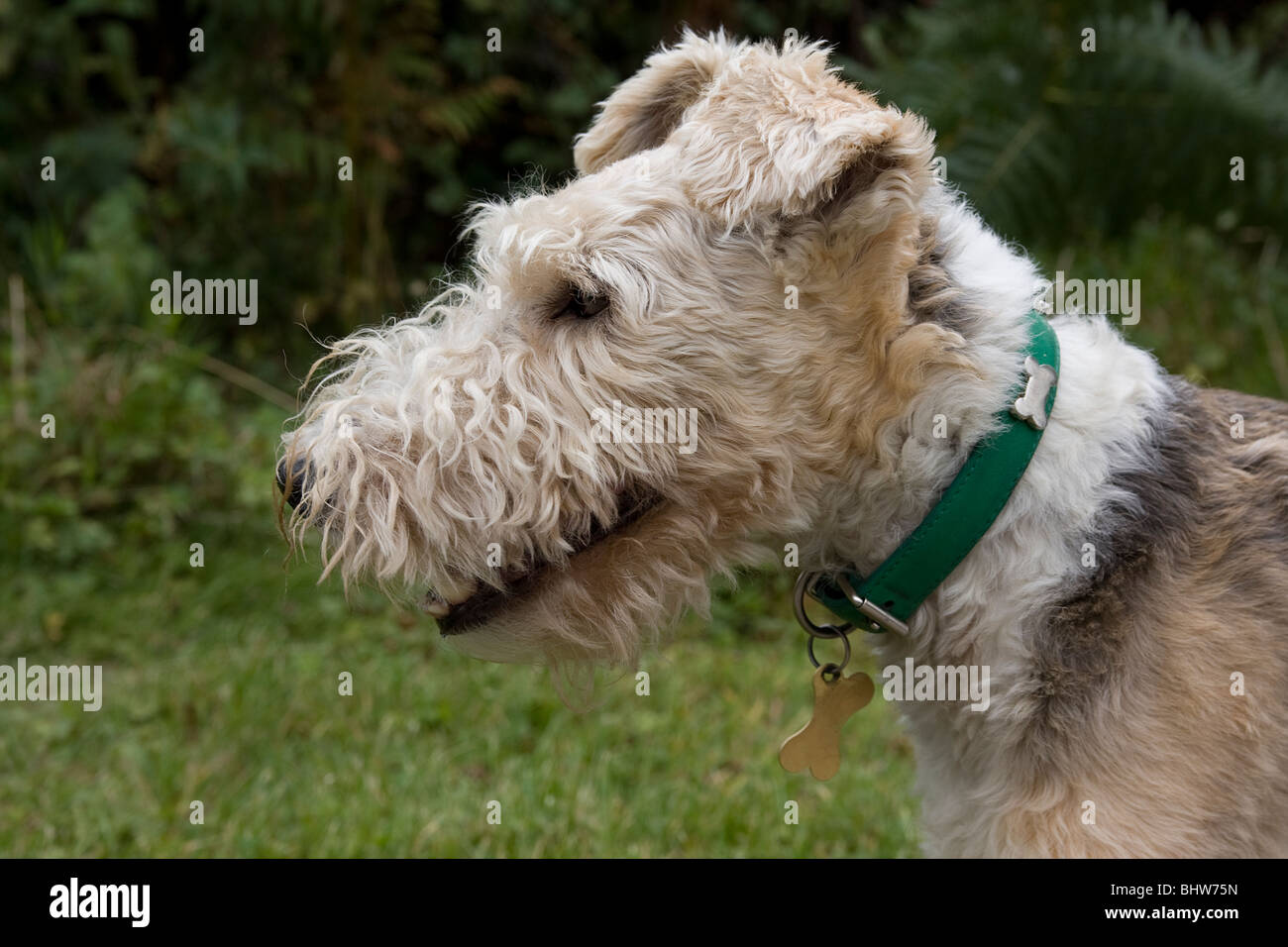 wire haired fox terrier Stock Photo