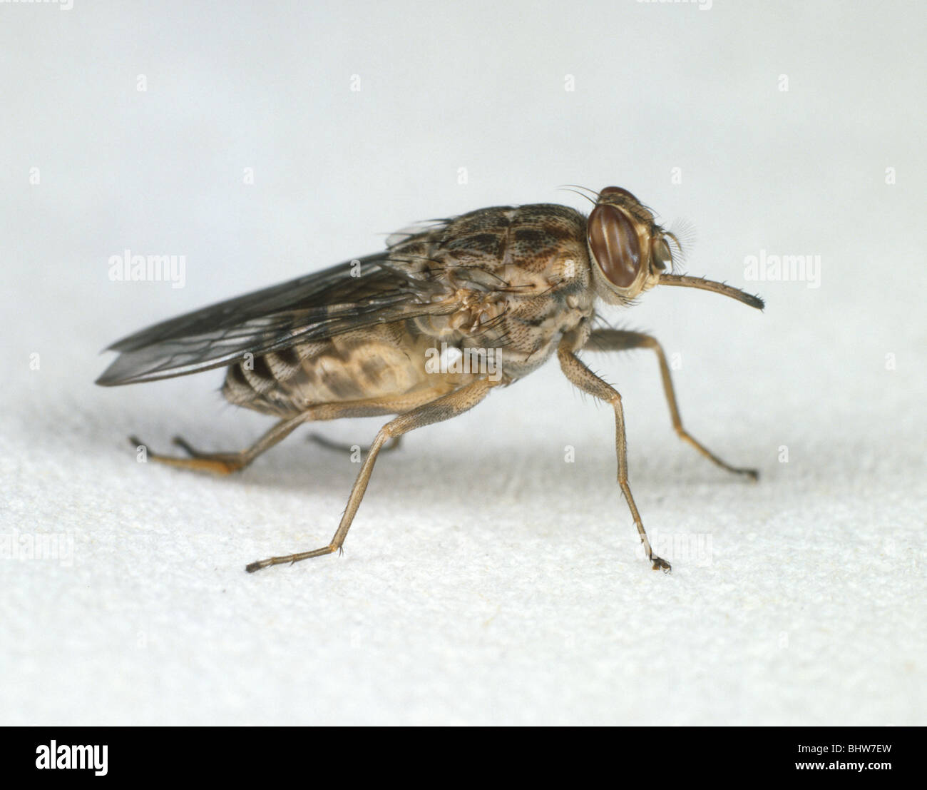 Tsetse fly (Glossina morsitans) vector of Trypanosoma brucei which causes  sleeping sickness & rinderpest Stock Photo - Alamy