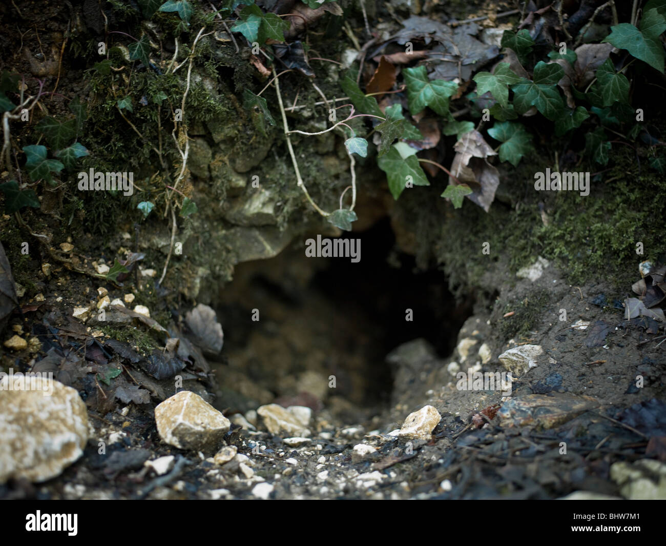 Entrance to a rabbit warren Stock Photo Alamy