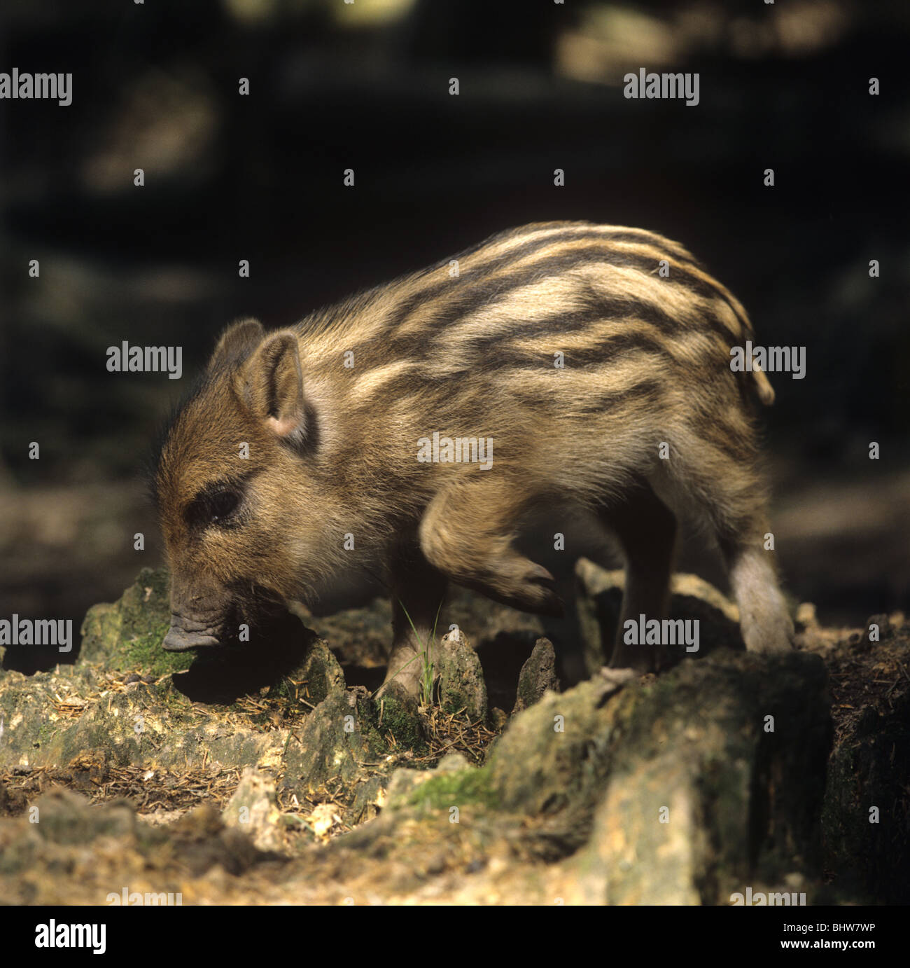 Wild boar piglet in conifer woodland, Devon Stock Photo