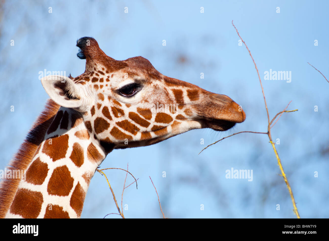 Elegant Giraffe high in the trees Stock Photo