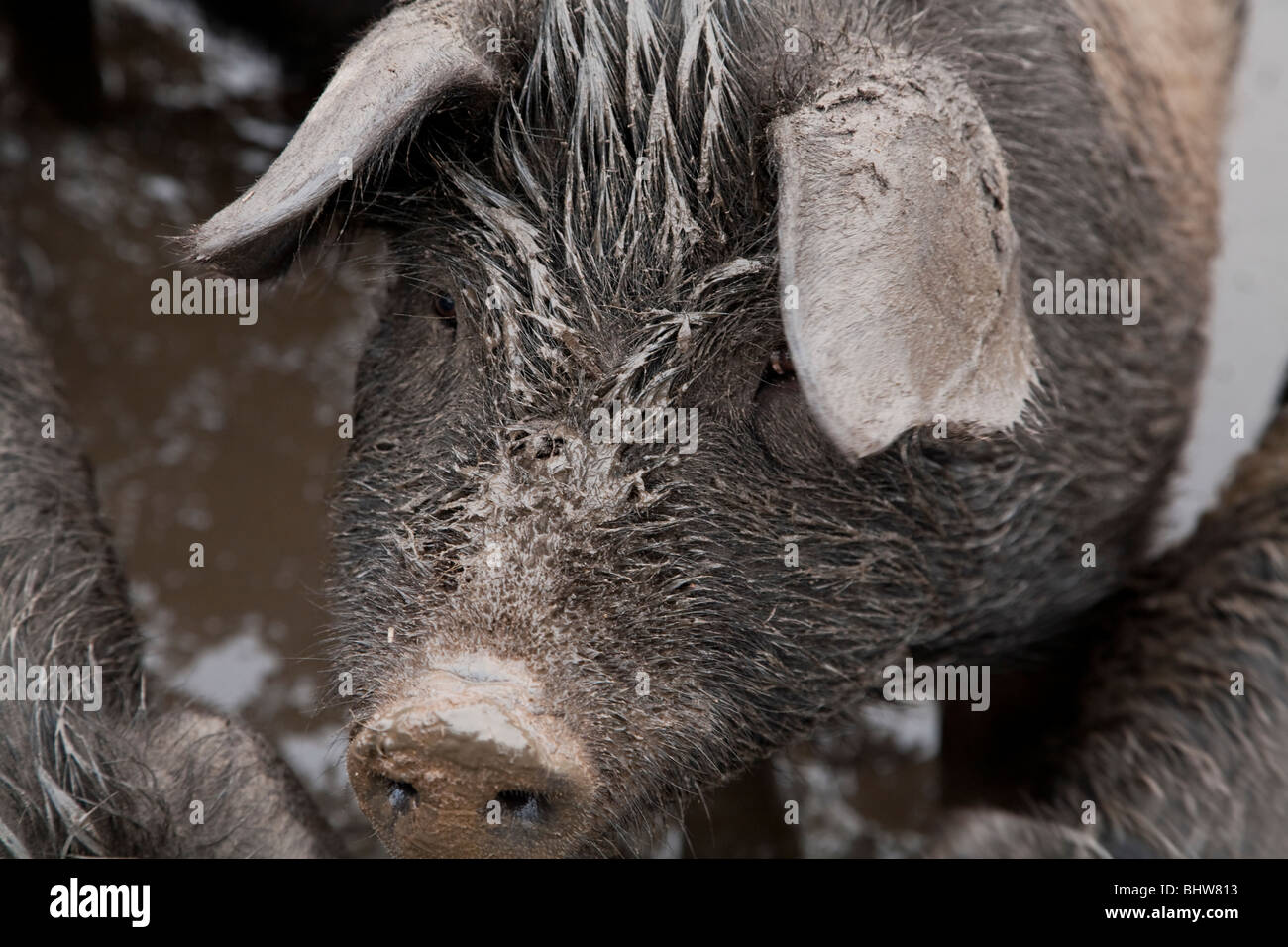 saddle back pig covered in mud Stock Photo