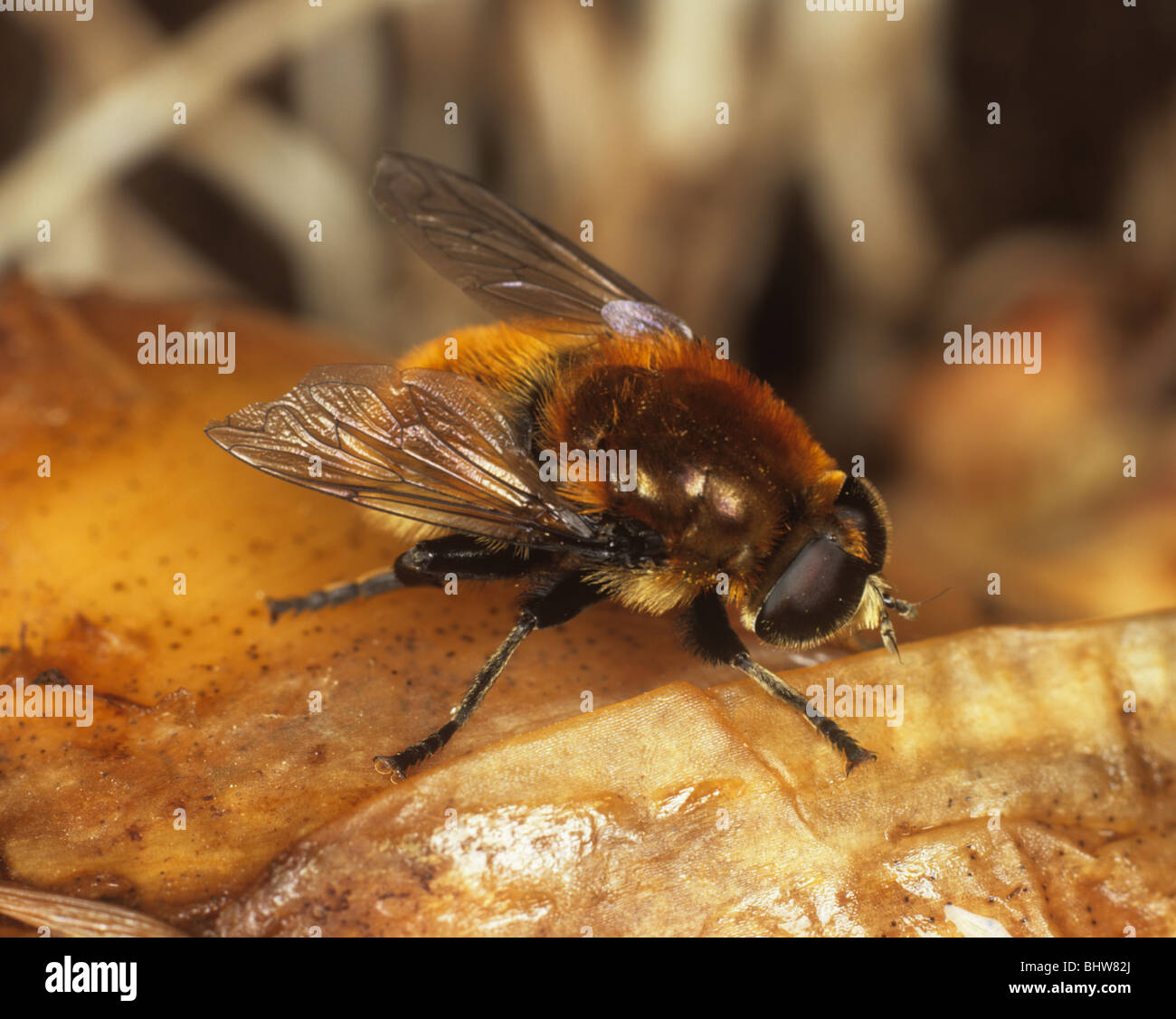 Large narcissus fly (Merodon equestris) fly on a Narcissus bulb Stock Photo