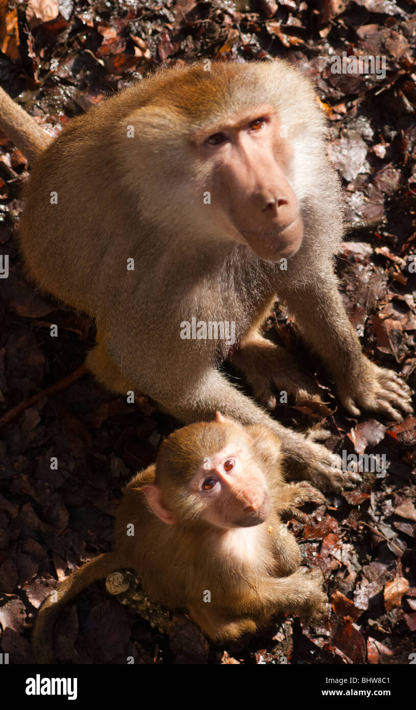 Papio hamadryas baboons: father and son. Stock Photo