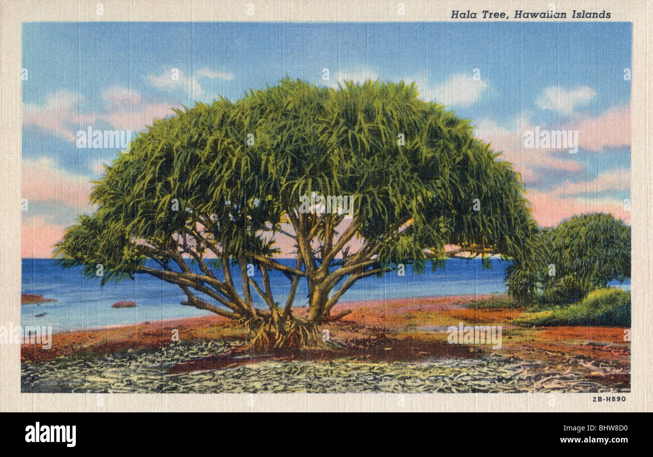 Hawaii Coconut Tree Ray Jerome Baker 1908 Vintage Real Photo Postcard Print 