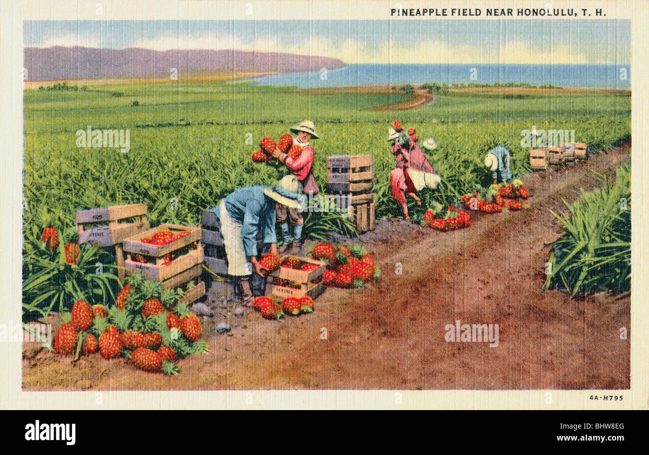 Honolulu pineapple hires stock photography and images Alamy