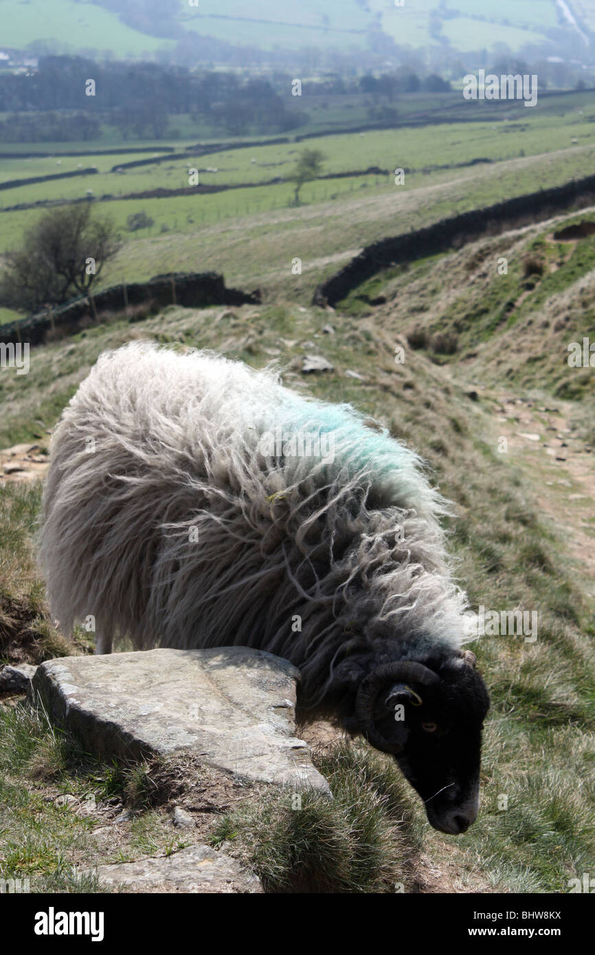 sheep Peak District National Park Derbyshire England Pennines Britain UK Stock Photo