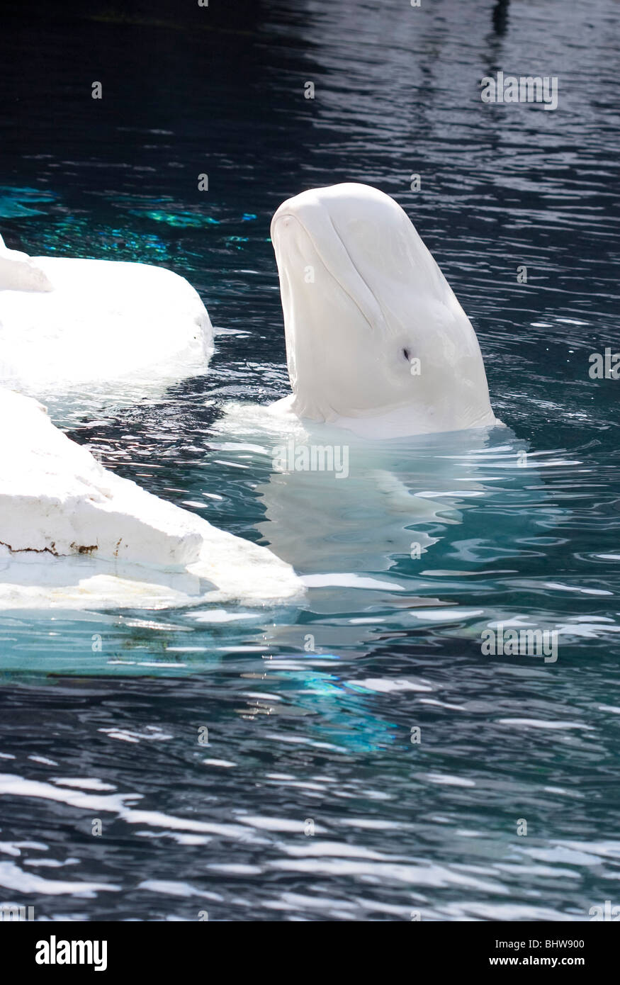 Beluga whale at  the seaworld San Diego Stock Photo