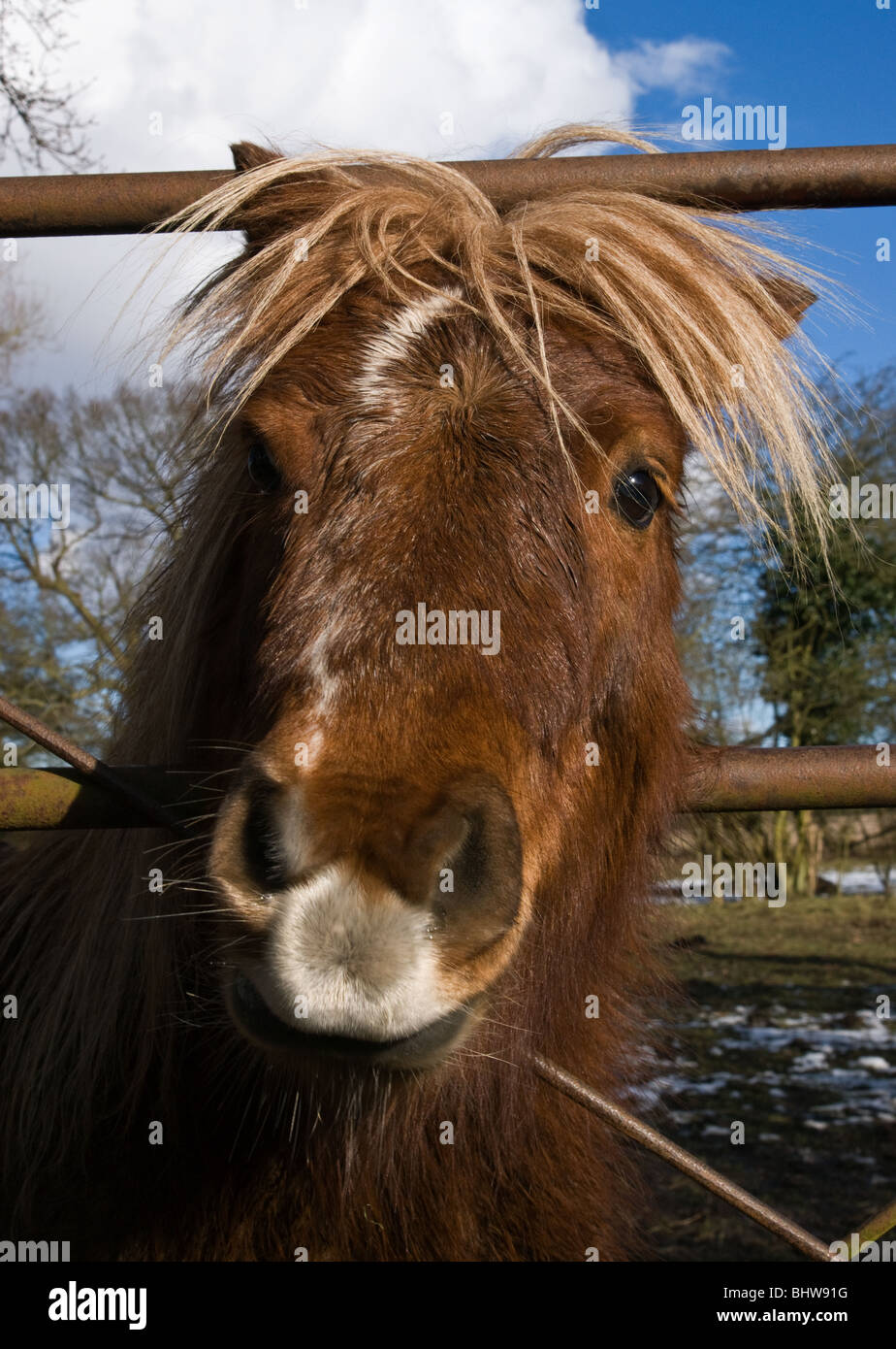 Nosey pony sticking his head through a barred gate Stock Photo