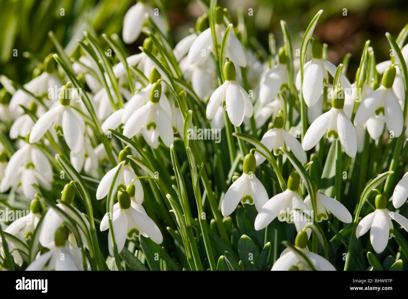A group of snowdrops in spring sunshine Stock Photo