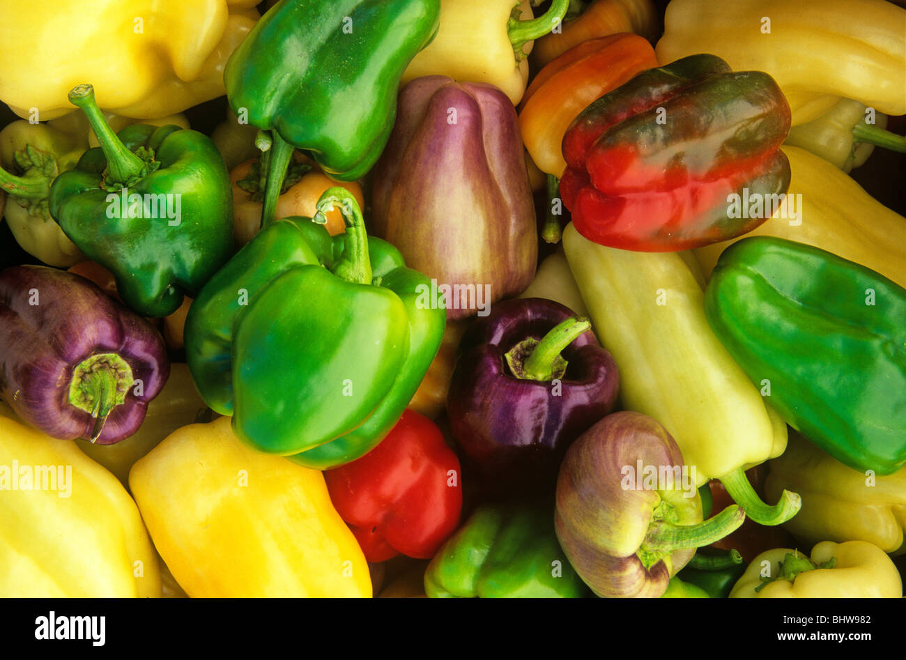 Organically Grown Sweet Peppers, Chino Valley, Arizona, BEAN ALPix 0579 Stock Photo