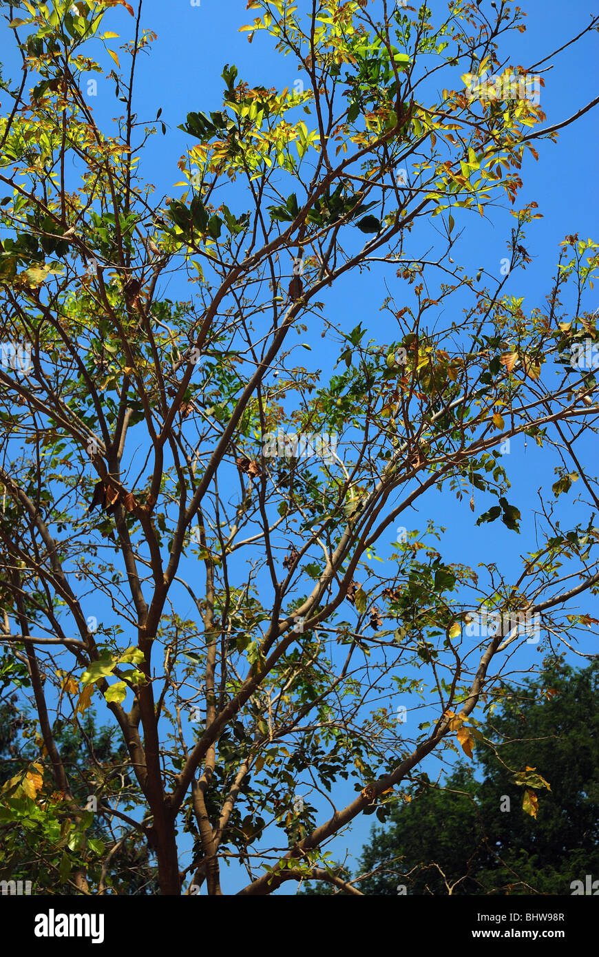 Tree scenic sky hi-res stock photography and images - Alamy