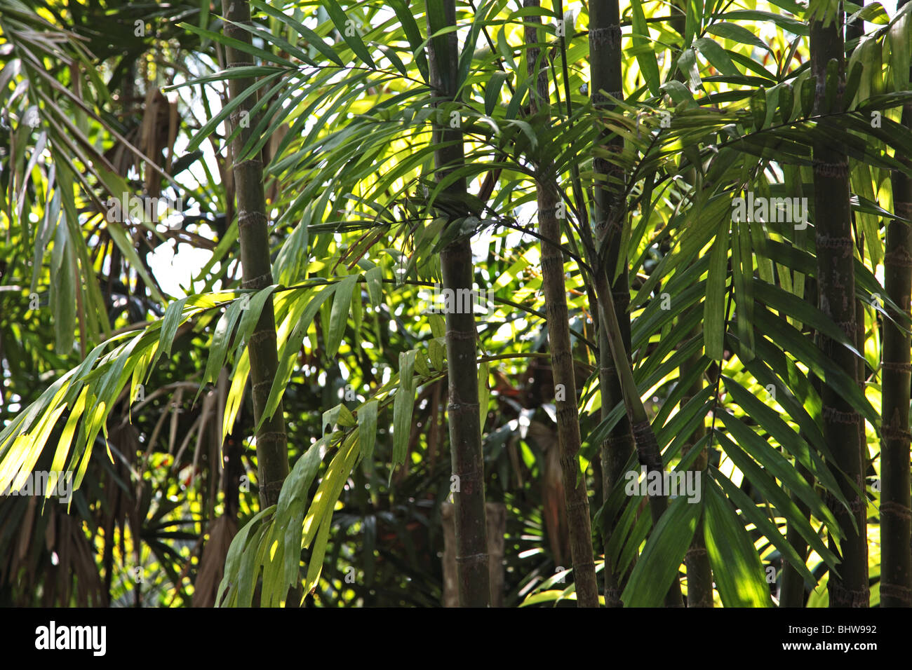 Bamboo forest near Chiang Mai, Thailand Stock Photo Alamy