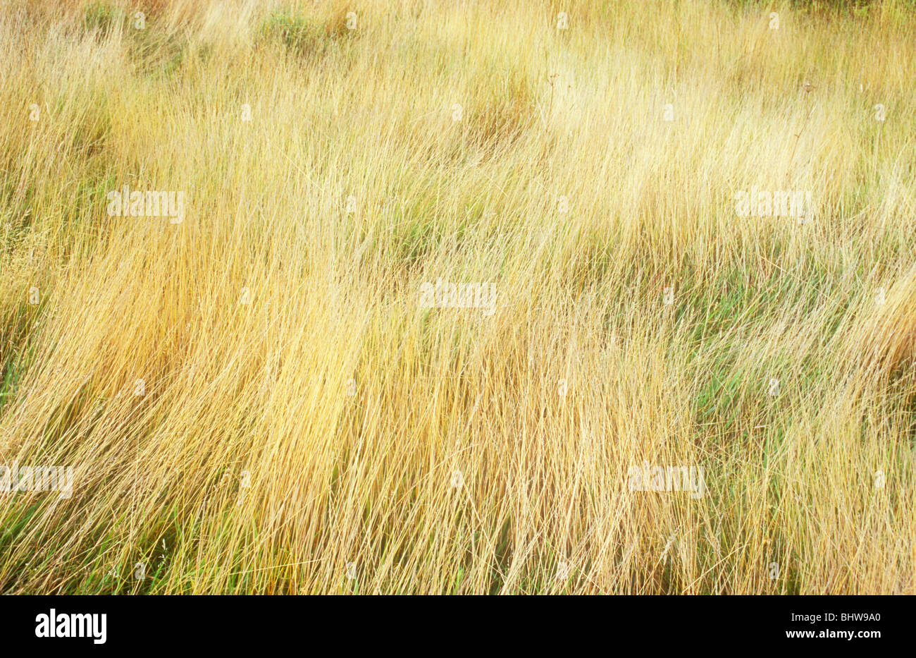 Tufts and swirls of long dry blonde grasses with patches of shorter green grass visible Stock Photo