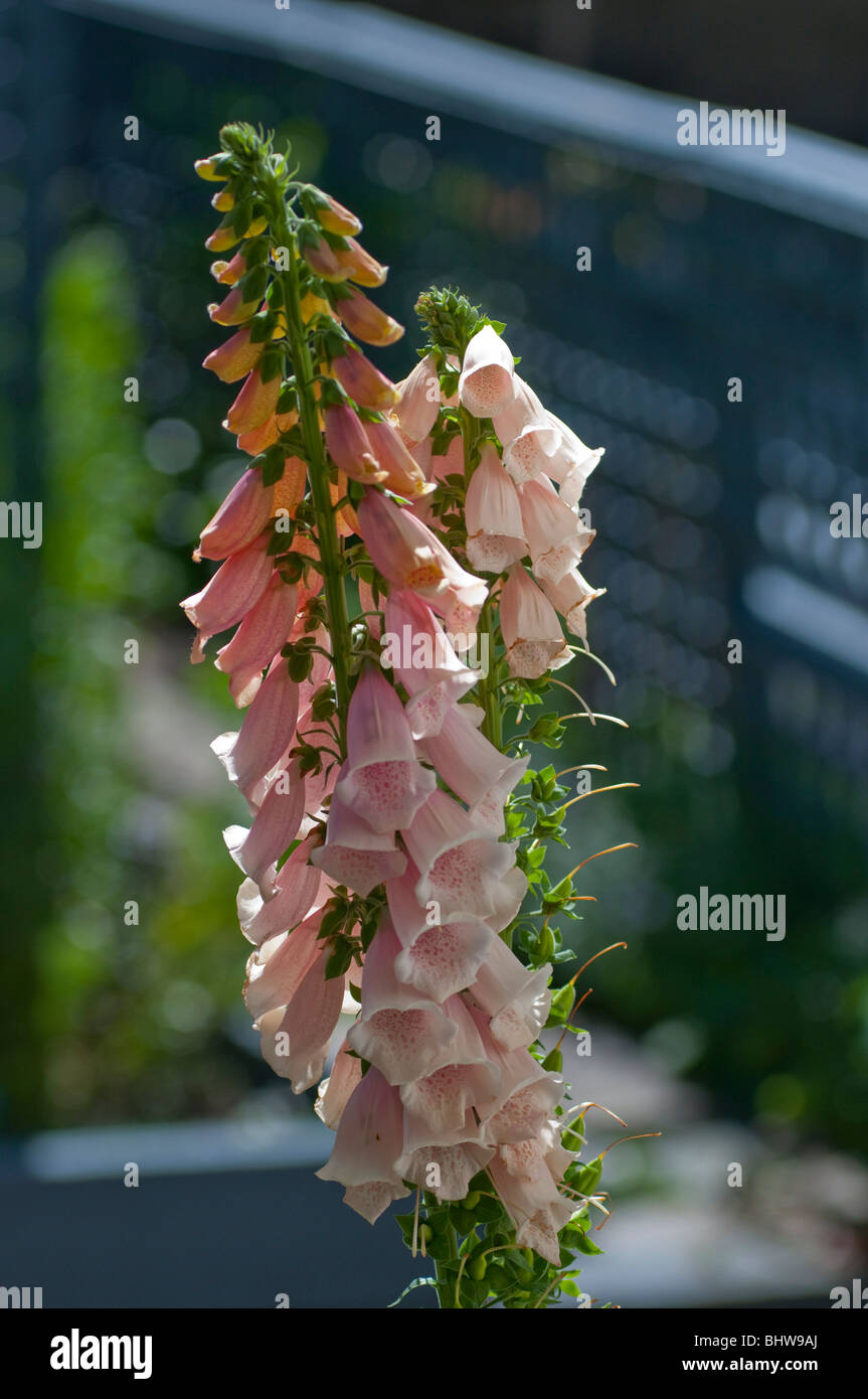 Hollyhocks in flower Stock Photo