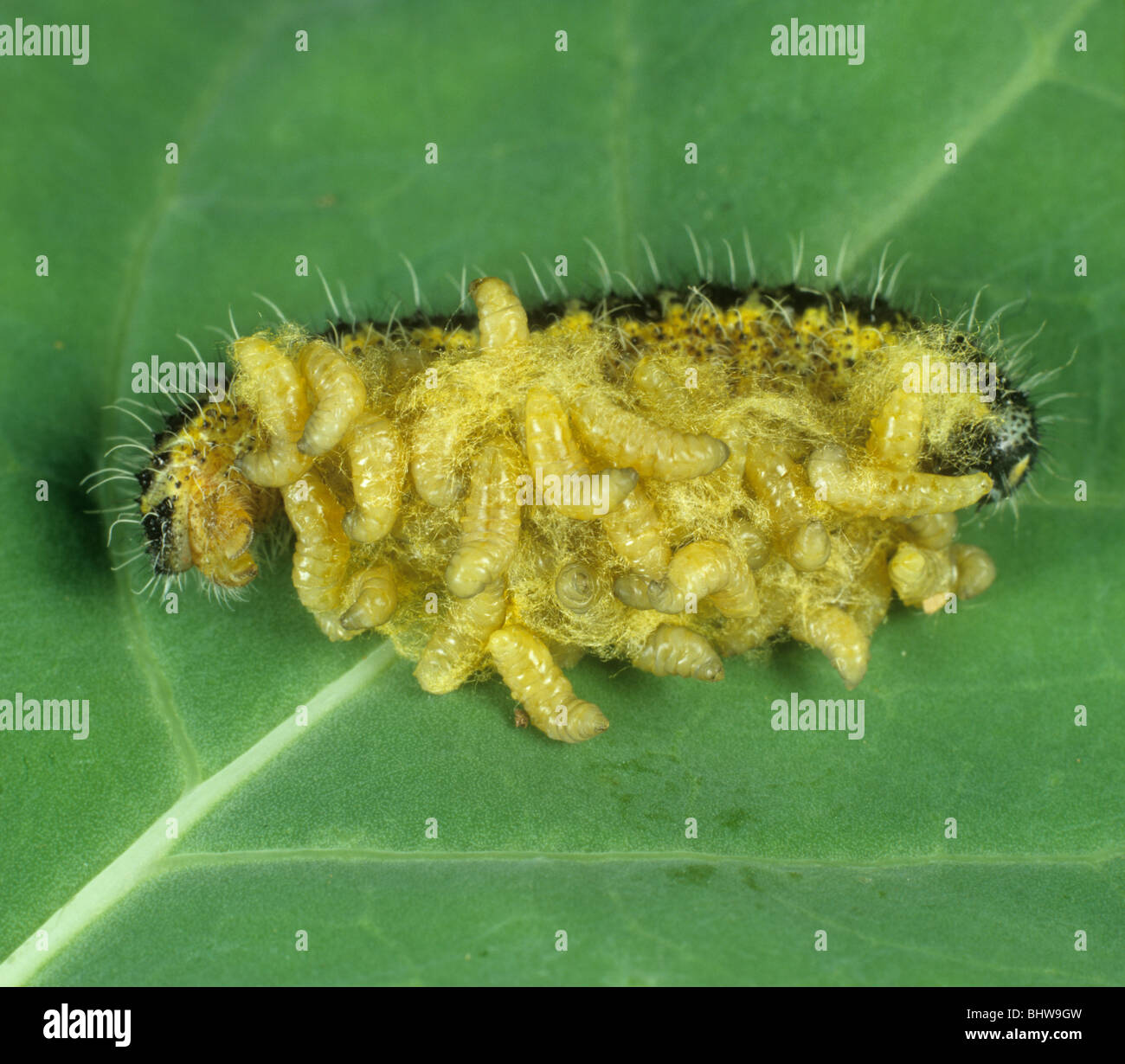 Parasitoid wasp (Cotesia glomerata) emerging from a parasitised cabbage white butterfly caterpillar Stock Photo