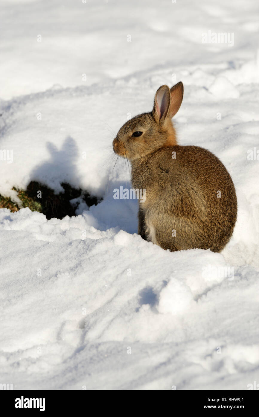 Wild rabbit (Oryctolagus cuniculus) sitting on snow in early morning sunshine Stock Photo