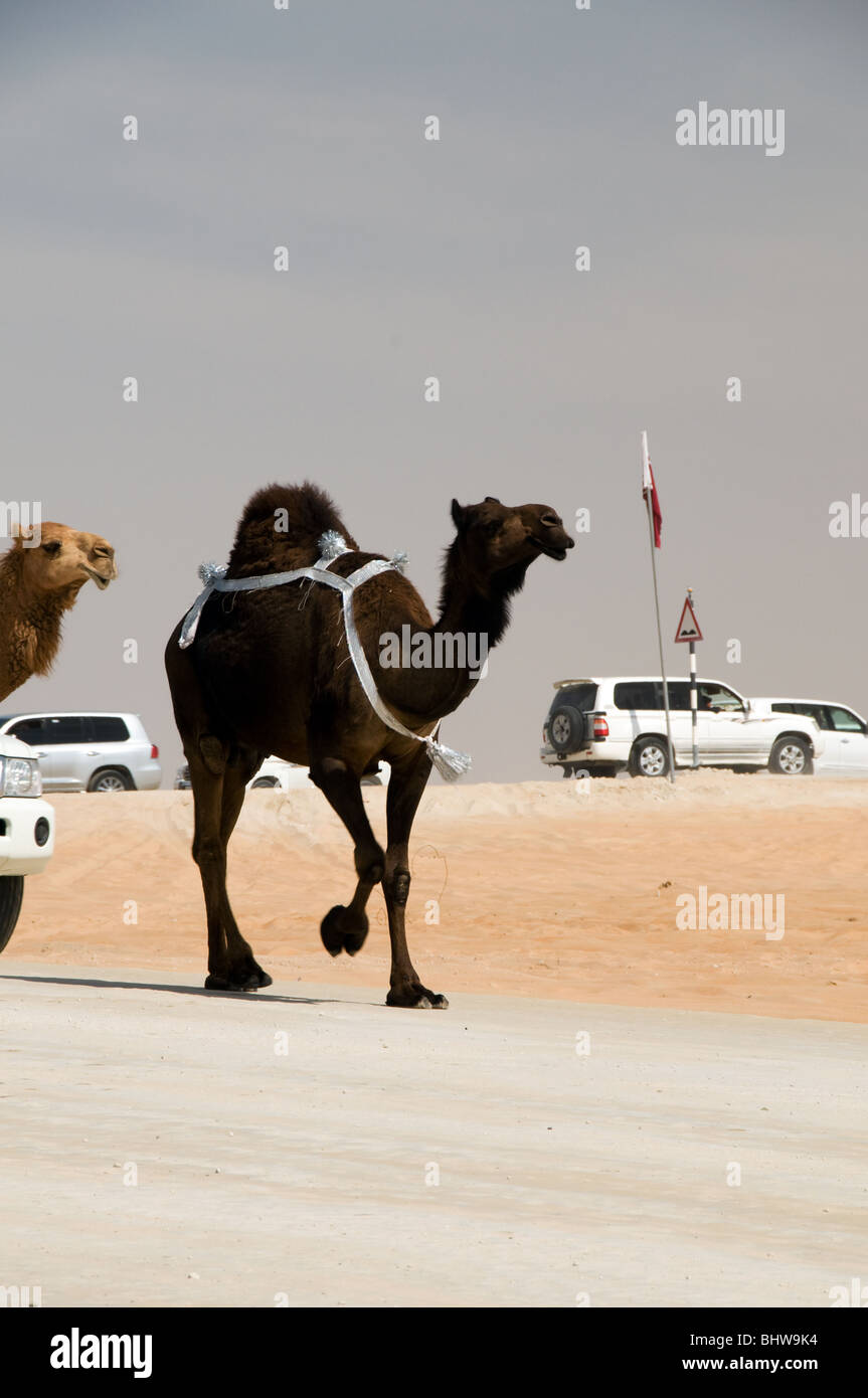 United arab emirates al dhafra festival hires stock photography and