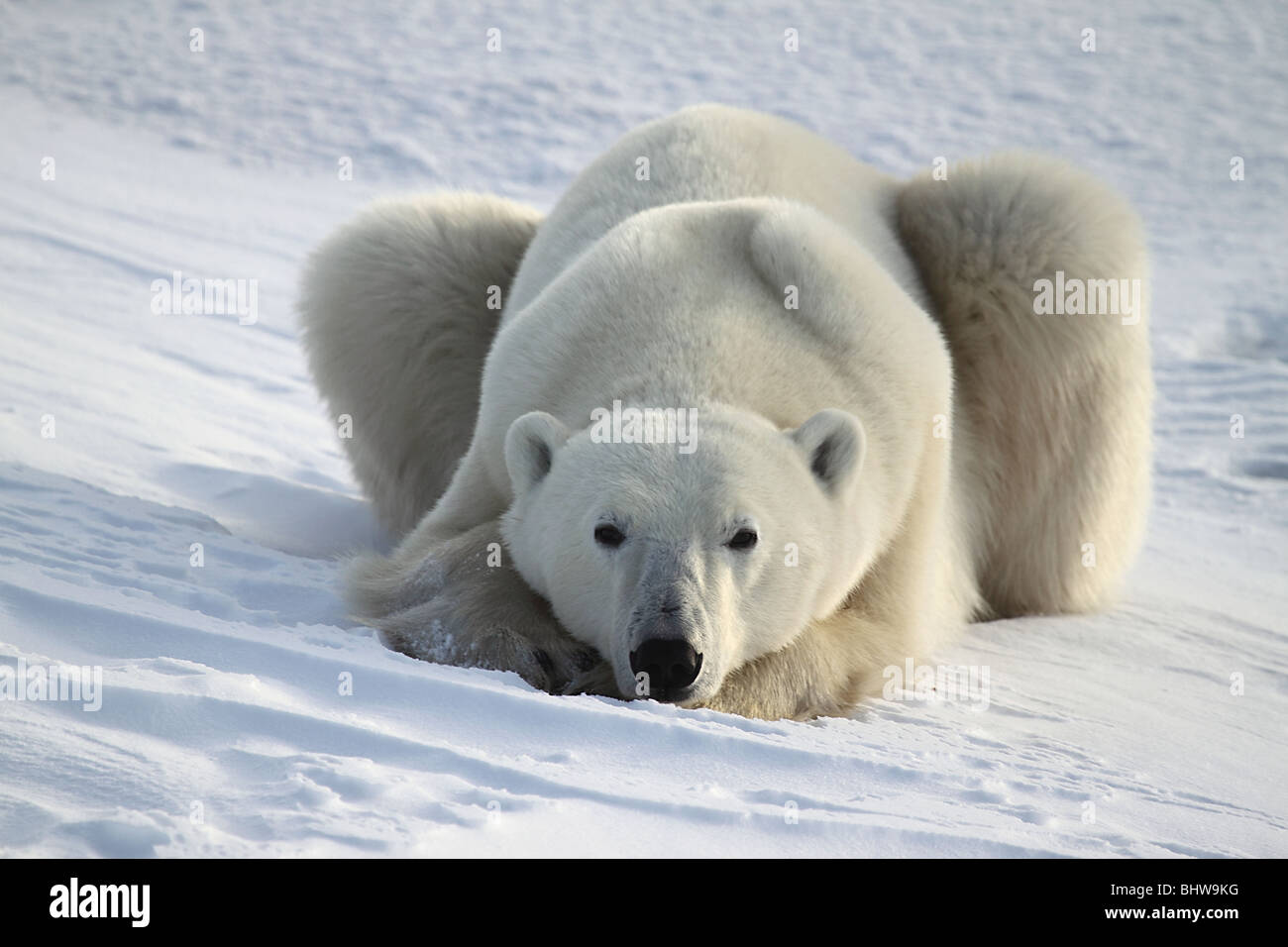 Polar Bear Male resting on the Tundra. Stock Photo